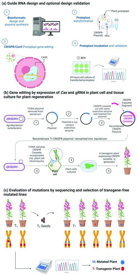 Standard Protocol For Generating Transgene Free Gene Edited Plants