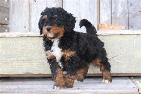 Tri Colored Mini Bernedoodle