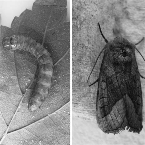 Rosy Rustic Moth Hydraecia Micacea Esper 1789 Left Larva Right