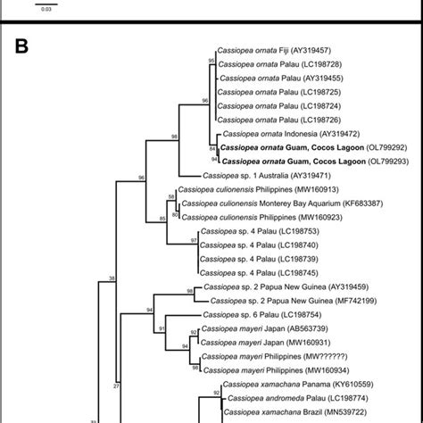 A S Rdna Maximum Likelihood Phylogeny Inferred Under The Gtr G