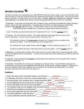 Meiosis Worksheet Answer Key Biology Corner Meiosis Stages Worksheet