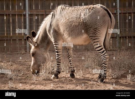 A Brown Donkey And A Striped Zonkey Mix Of Zebra And Donkey Eating