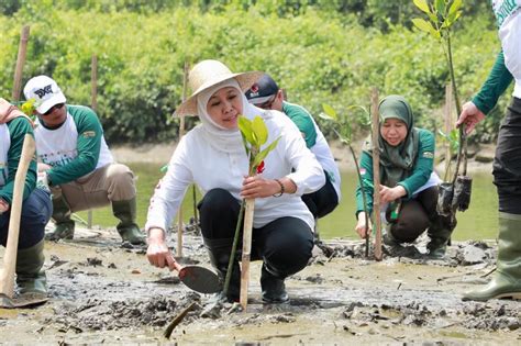 Festival Mangrove Di Wisata Bahari Tlocor Dan Pulau Lusi Sidoarjo