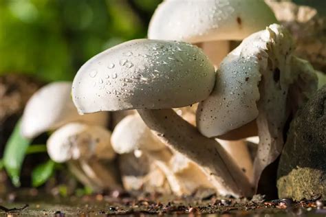 Hydroponic Mushrooms: Ultimate Growing Guide - The Hydroponics Planet