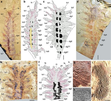 Digestive Glands In Early Cambrian Lobopodians From The Chengjiang