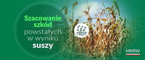 Szkody powstałe w wyniku suszy pomoc dla producentów rolnych