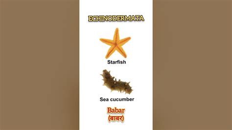 Echinodermata examples in 21 sec.#neet #shortsfeed #shortsvideo #biology #youtubeshorts # ...