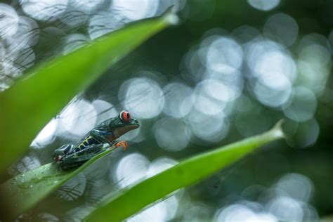 Agalychnis Callidryas Rainette Aux Yeux Rouges Bijagua Antoine