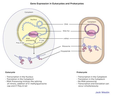 Existence Of Plasmids Extragenomic Dna Genetics Of Prokaryotic Cells