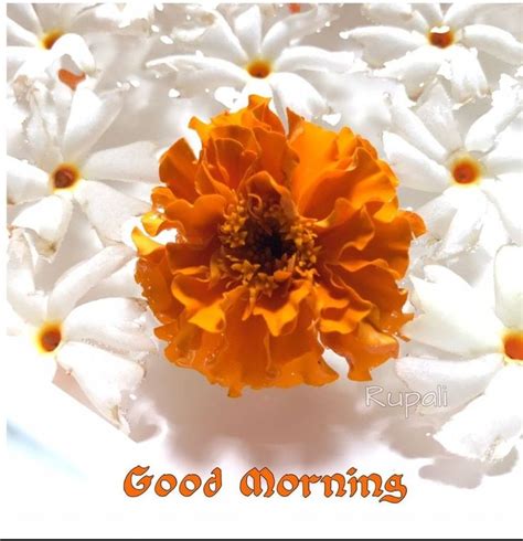 Flower Happy Good Morning Photos Greetings Images Check More At Greetings