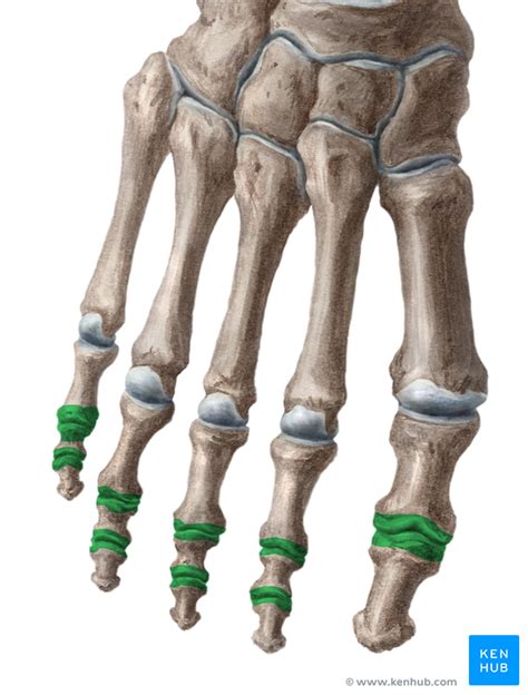 Joints And Ligaments Of The Foot Anatomy Kenhub