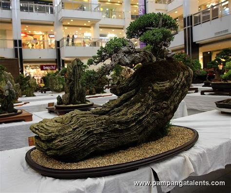 Penjing - Bantigue Bonsai