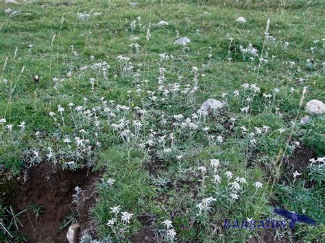 Leontopodium Alpinum Flor De Nieve Edelweiss Son De Arag N