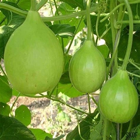 Round Bottle Gourd Lauki Ghiya Gol Hybrid Organic Seeds Home