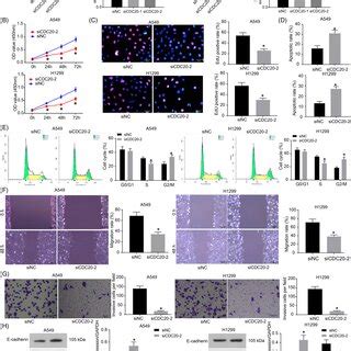 Knockdown Of CDC20 Suppresses The Proliferation Migration And