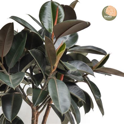 Burgundy Rubber Tree Xl In Nursery Pot Shopleaf Plant Studio