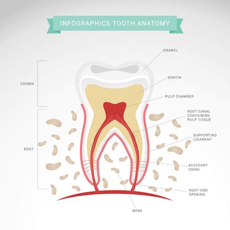 Vector Of Tooth Anatomy Vector Dental ID 124003847 Royalty Free