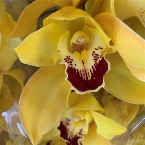 Yellow Cymbidium Orchids Florabundance Wholesale Flowers