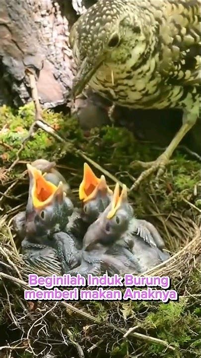 Beginilah Induk Burung Memberi Makan Anak Anaknya Trivia Faktaunik