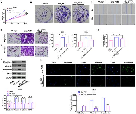 Circular Rna Circ Pvt Induces Epithelial Mesenchymal Transition To