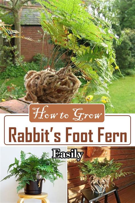 Rabbit S Foot Fern How To Grow Care For A Davallia Fejeensis Plant