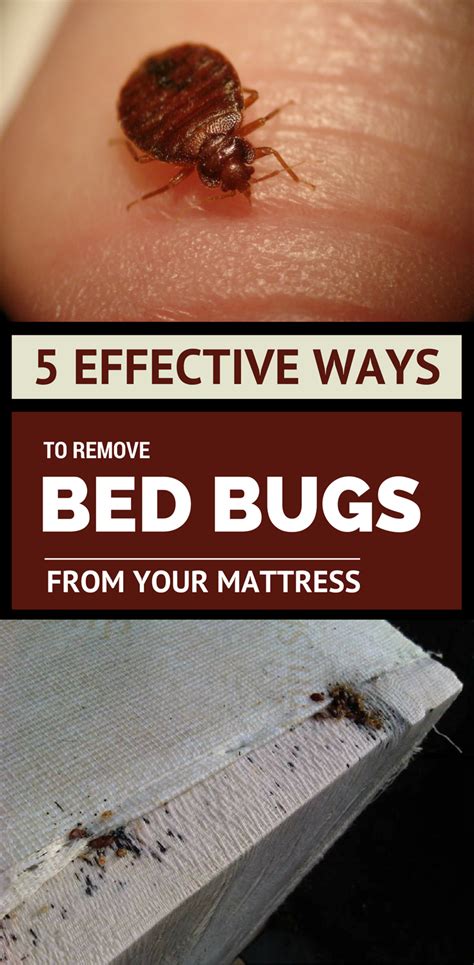 5 Effective Ways To Remove Bed Bugs From Your Mattress With Images Bedbugs Removal