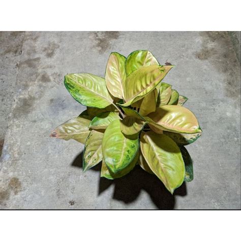 Jual AGLONEMA SULTAN BRUNEI RUMPUNAN RUMPUN AGLONEMA Shopee Indonesia