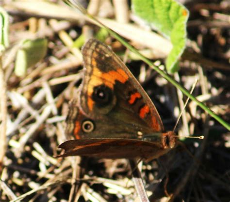 Twintip Buckeye From Kleberg County TX USA On April 3 2024 At 05 23