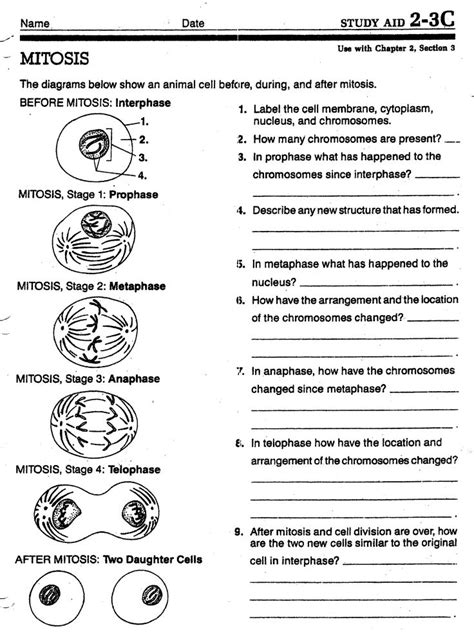 Stages Of Mitosis Worksheets