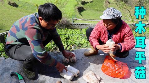 湘西大山又到种木耳平菇的季节，冬宝和爸妈分工合作，效率就是高【湘西冬宝】 Youtube