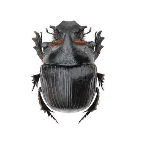 heliocopris dominus dung beetle