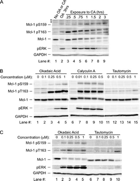 Increased Phosphorylation At Thr 163 And Ser 159 And Decreased Mcl 1 Download Scientific