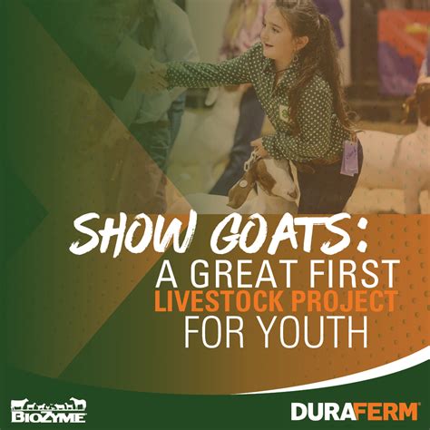 Goat Shows Are A Great First Livestock Project For Young People Duraferm