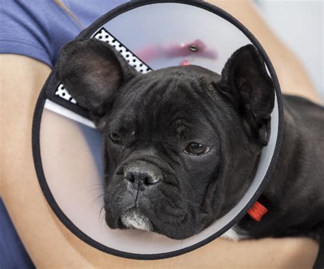 Boas Surgery Everything You Need To Know About French Bulldog