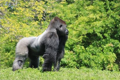 22 Gorila de montaña Gorilla beringei beringei Los machos maduros