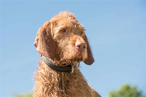 Wirehaired Vizsla - Full Profile, History, and Care