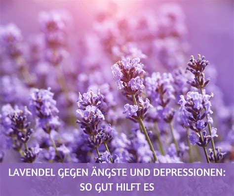 Lavendel gegen Ängste und Depressionen so gut hilft es