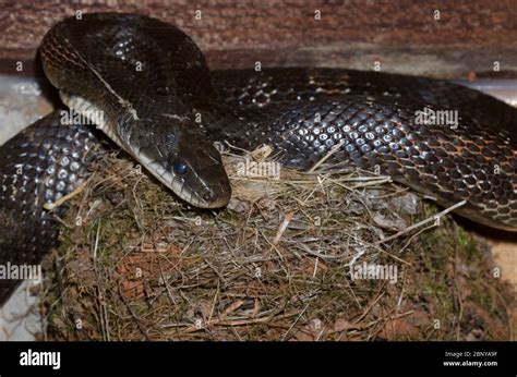 Black Rat Snake Pantherophis Obsoletus Raiding Eastern Phoebe