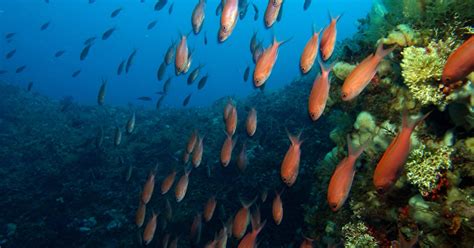 Sicily Scuba Diving 2 Tank Dive Musement