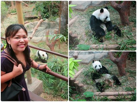 River Safari: Pandas in Singapore - A Deecoded Life