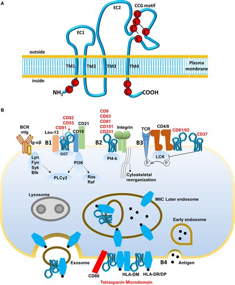 Structure Of Tetraspanin And Pathways Regulated By Tetraspanins A