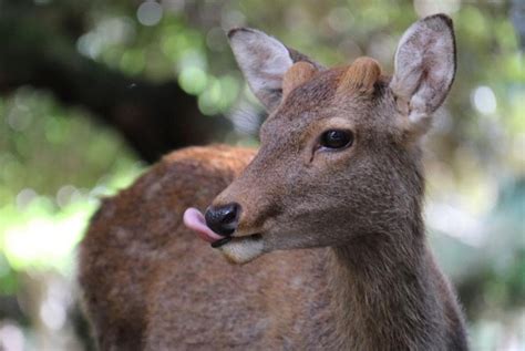 Close encounters of deer kind at an ancient Japanese city park | Escape