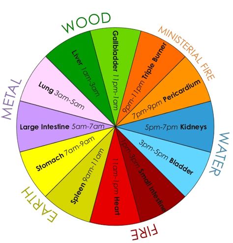 Tcm Organ Qi Cycle Our Body Clock — Lily Choi Natural Healing