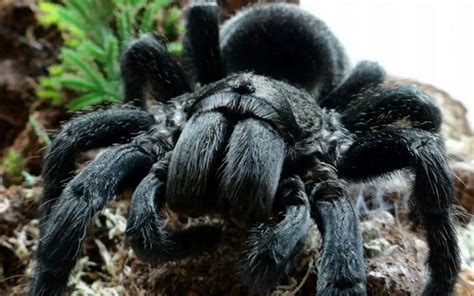 13 Astonishing Facts About Brazilian Black Tarantula - Facts.net