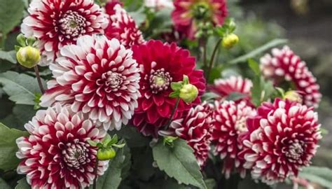 Dahlia Planting Guide for Zone 7: When, How & Basic Care