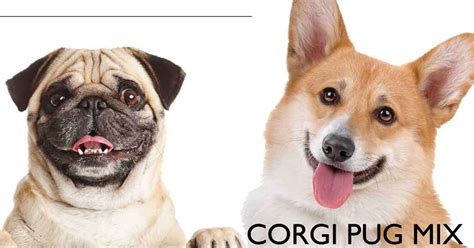 Corgi Pug Mix: Dive Into The Secrets Of Your Dog 2024