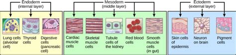 Early Embryonic Development Biology I