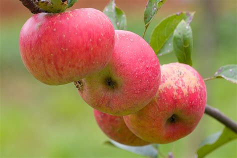 Topaz Apples Local Apple From Czech Republic