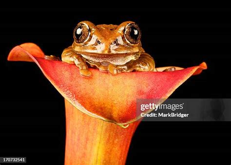 23 Peacock Tree Frog Stock Photos, High-Res Pictures, and Images - Getty Images