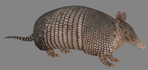 Nine Banded Armadillo By Dinosaurmanzt2 On Deviantart